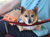 Chico - Photo 5