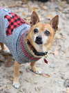 Chico - Photo 2