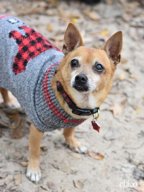 CHICO - Chihuahua available for adoption