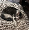 adoptable Cat in montgomery, TX named Sweety
