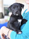 adoptable Dog in montgomery, TX named Tiny
