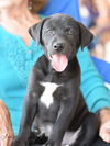 adoptable Dog in montgomery, TX named Sadie
