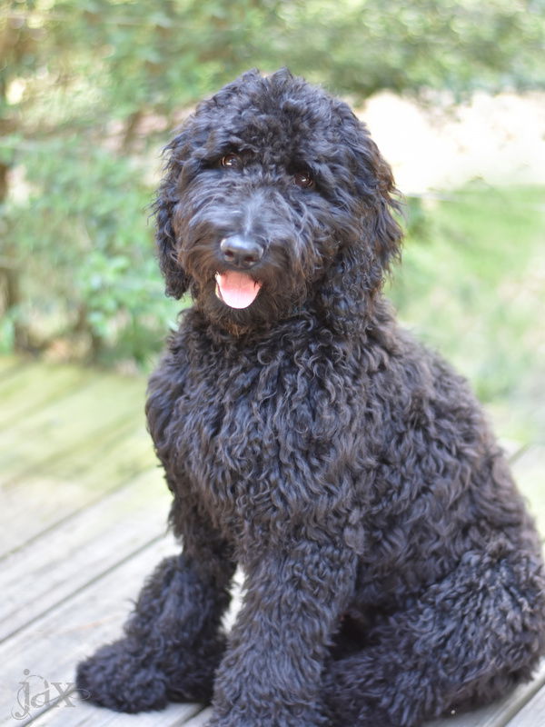 adoptable Dog in Montgomery, TX named Jax