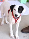adoptable Dog in montgomery, TX named Sophia