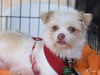 adoptable Dog in montgomery, TX named Rosie