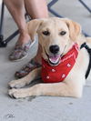 adoptable Dog in montgomery, TX named Chloe