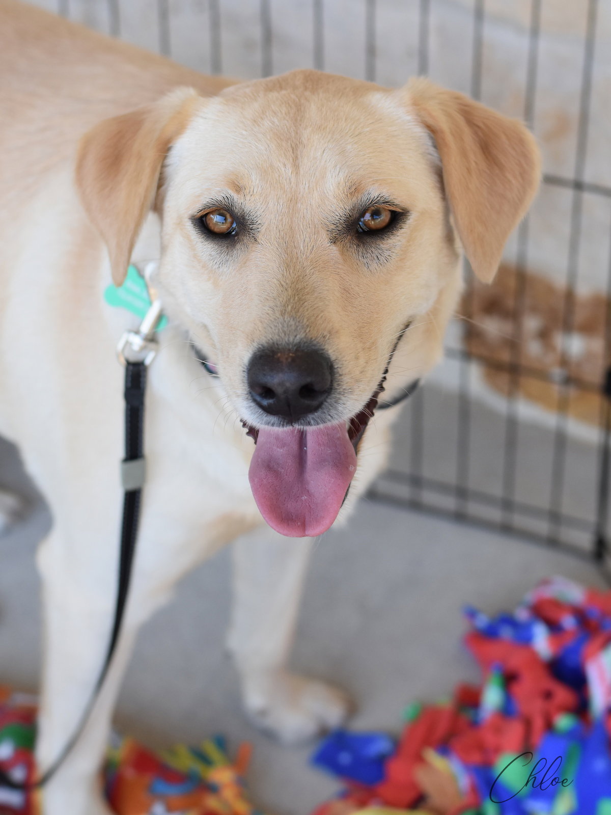 Labrador Retriever