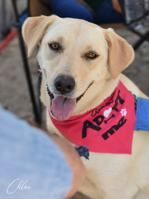 picture of the dog needing adoption