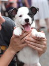 adoptable Dog in  named Tonka