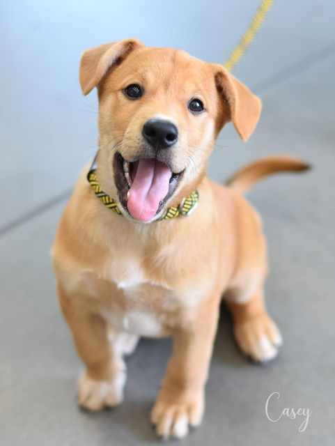 adoptable Dog in Montgomery, TX named Casey