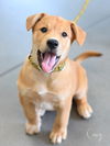 adoptable Dog in montgomery, TX named Casey