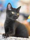 adoptable Cat in montgomery, TX named Sparky