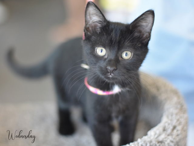 adoptable Cat in Montgomery, TX named Wednesday