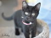 adoptable Cat in montgomery, TX named Wednesday