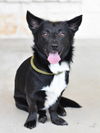 adoptable Dog in montgomery, TX named Andy