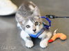 adoptable Cat in montgomery, TX named Charlie Chaplin