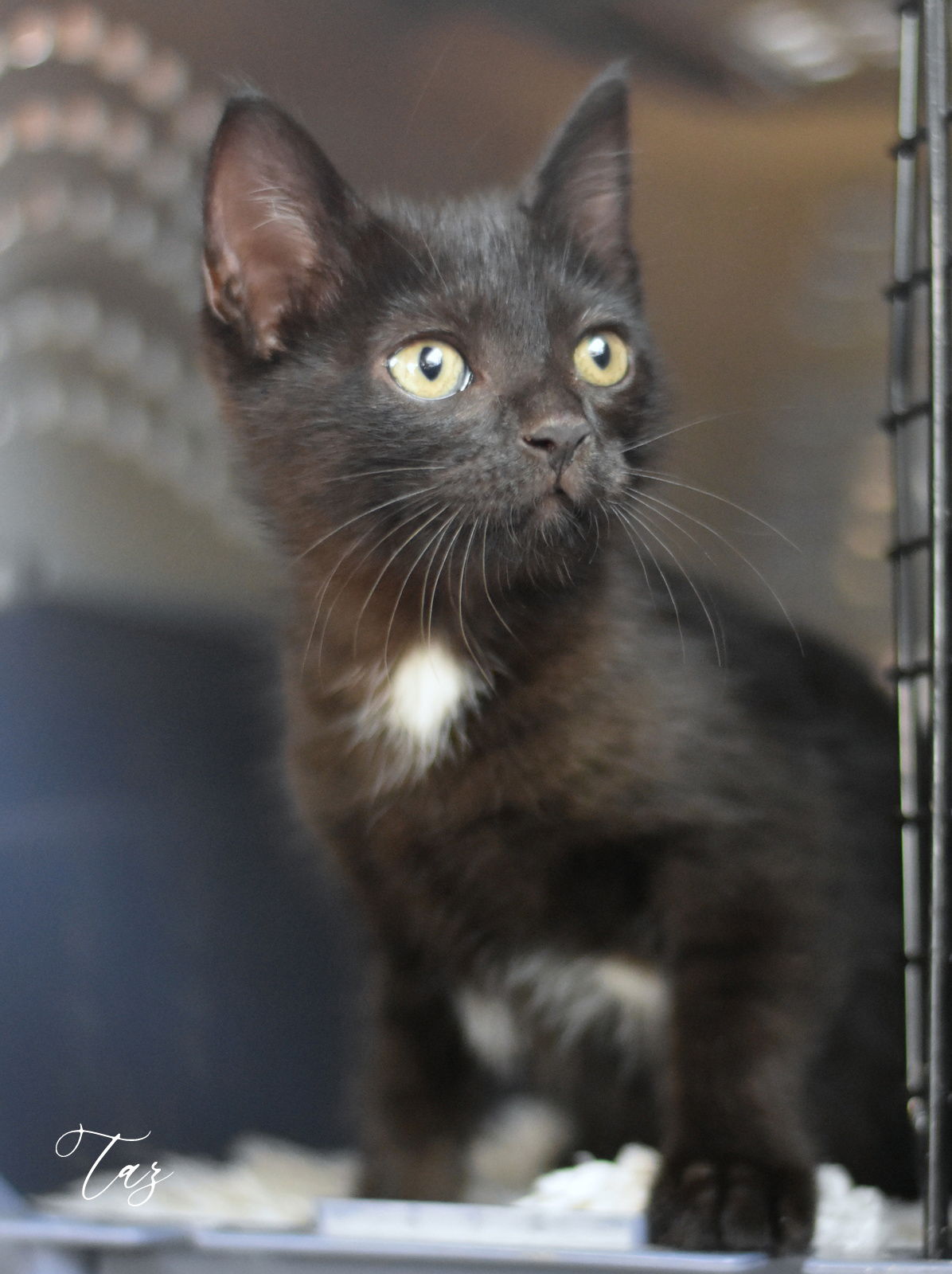 adoptable Cat in Montgomery, TX named Taz