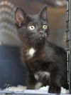 adoptable Cat in montgomery, TX named Taz