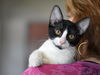 adoptable Cat in montgomery, TX named Chicken Noodle