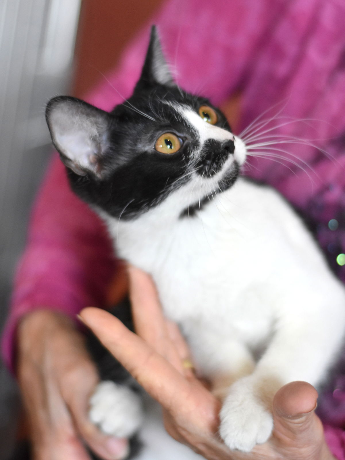 adoptable Cat in Montgomery, TX named Minestrone