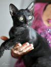 adoptable Cat in montgomery, TX named Ramen