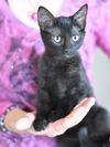 adoptable Cat in montgomery, TX named Miso