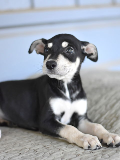adoptable Dog in Montgomery, TX named Ayria