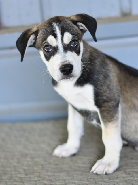 adoptable Dog in Montgomery, TX named Samson