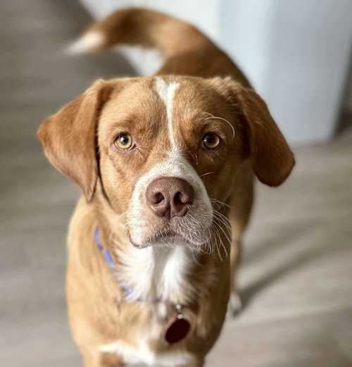 picture of the dog needing adoption