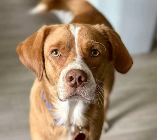Tommy J, an adoptable Nova Scotia Duck-Tolling Retriever in Montgomery, TX