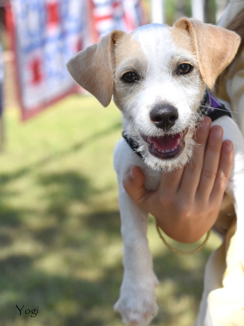 picture of the dog needing adoption