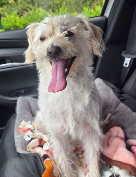 adoptable Dog in Montgomery, TX named Baby Girl