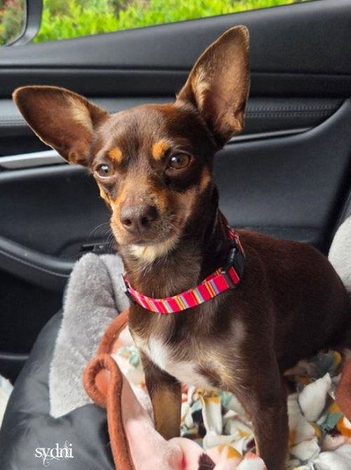 picture of the dog needing adoption