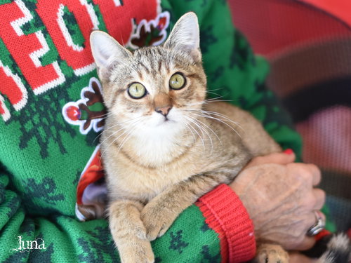 picture of the cat needing adoption