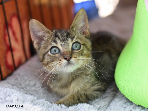 picture of the cat needing adoption