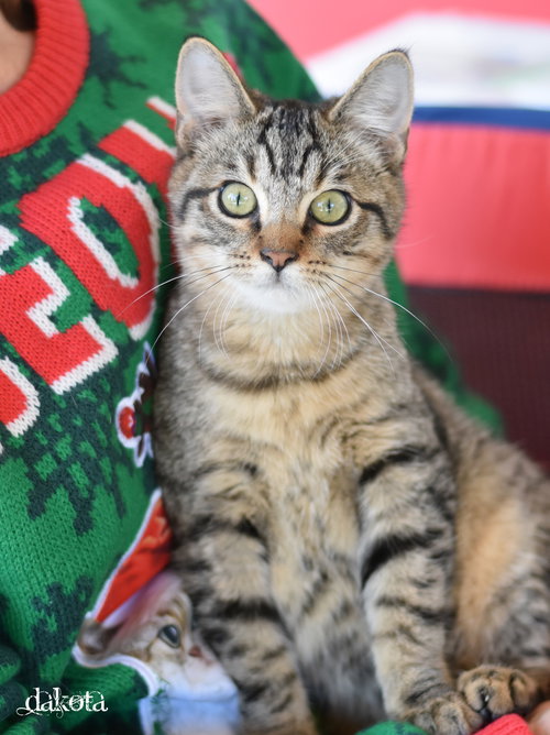 picture of the cat needing adoption