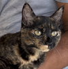 Patches - Photo 1