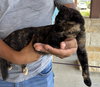 Patches - Photo 2