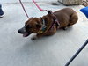 Sweet Pea - Photo 9