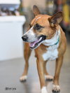 Sweet Pea - Photo 6