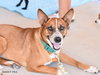 Sweet Pea - Photo 1