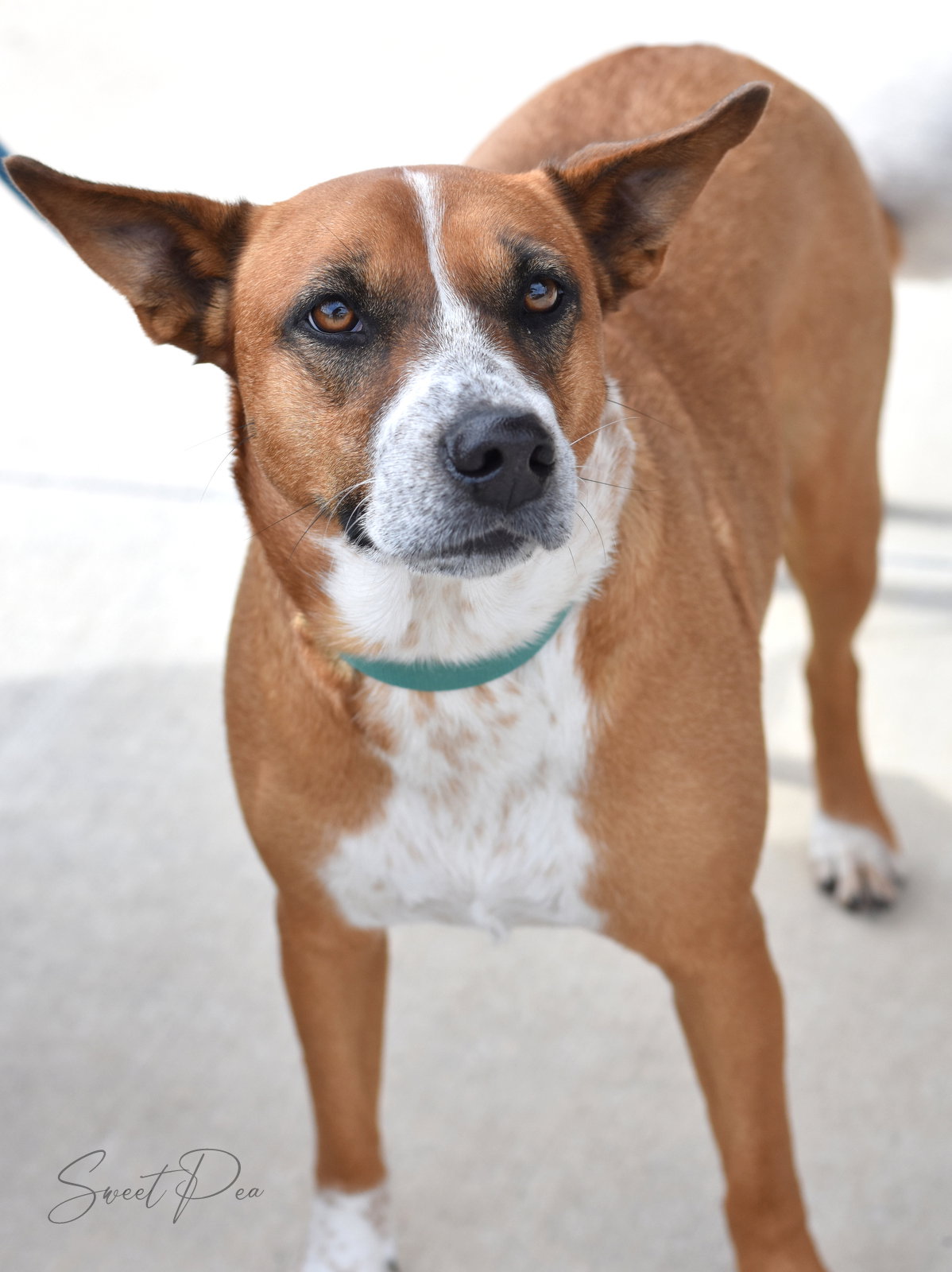 Australian Cattle Dog