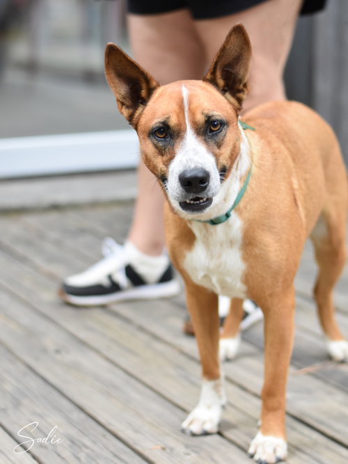 Sadie, an adoptable Australian Cattle Dog in Montgomery, TX