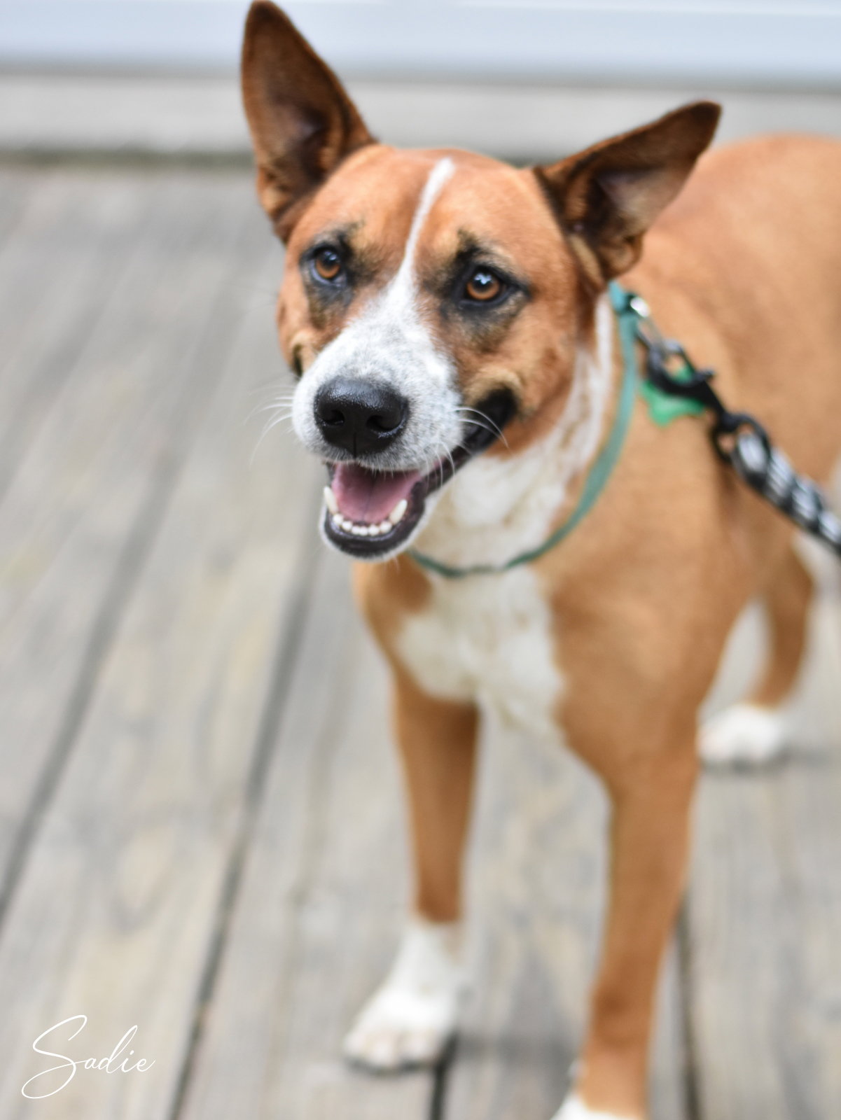 Addie, photo 3