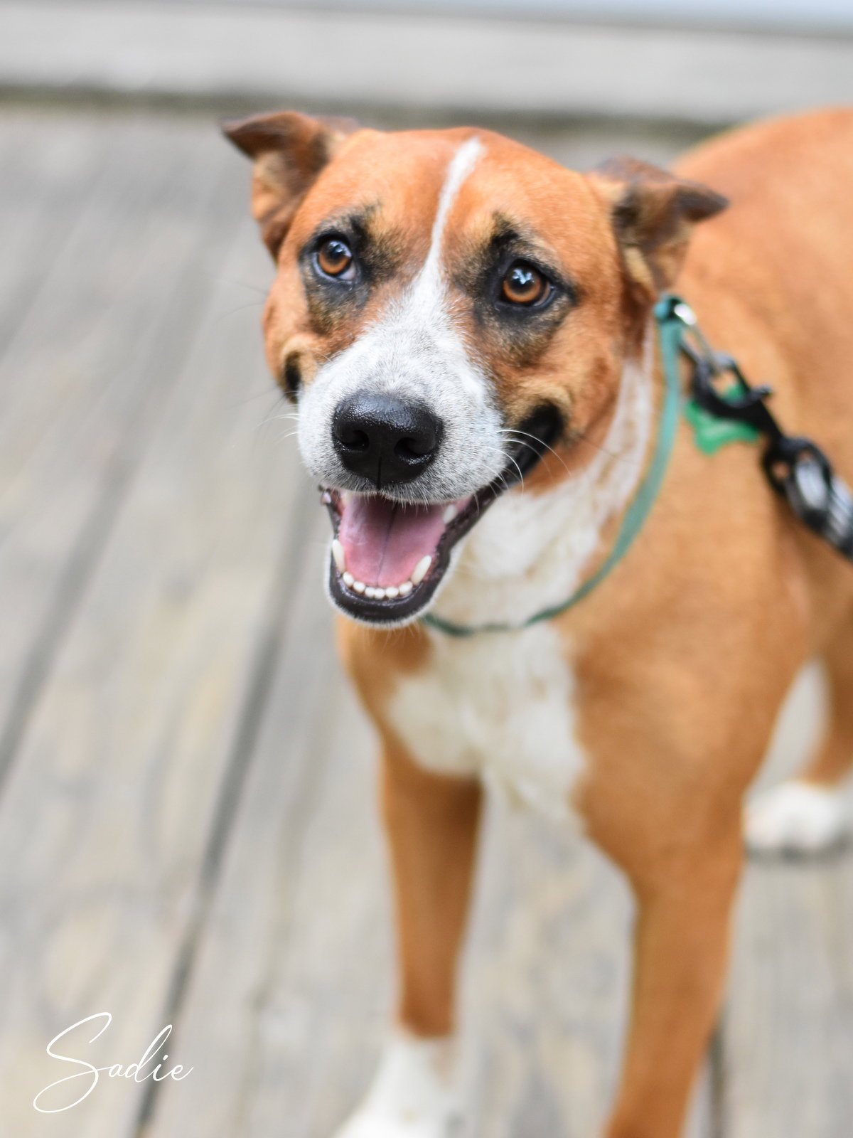 Addie, photo 5