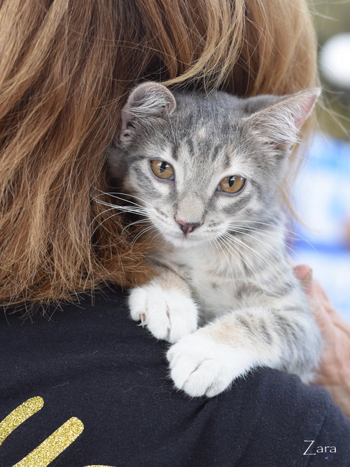 picture of the cat needing adoption