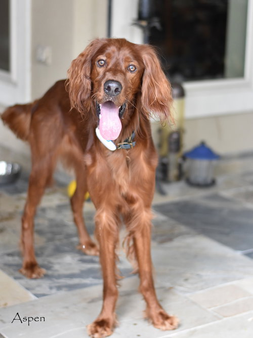 picture of the dog needing adoption
