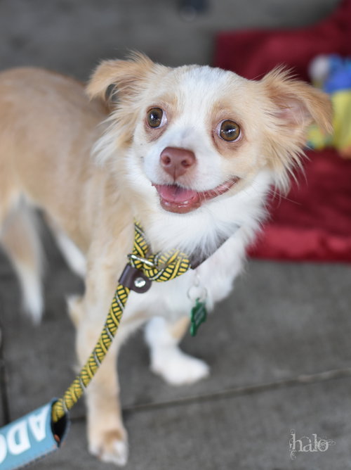 picture of the dog needing adoption