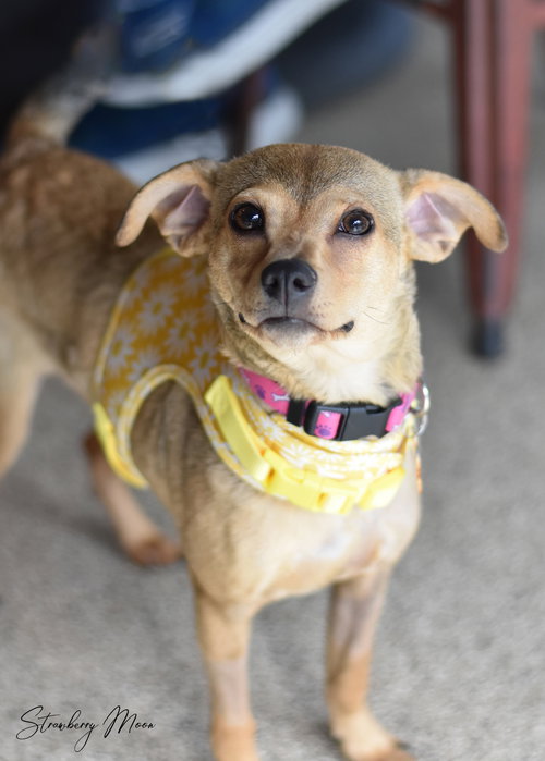 STRAWBERRY MOON - Terrier / Chihuahua available for adoption