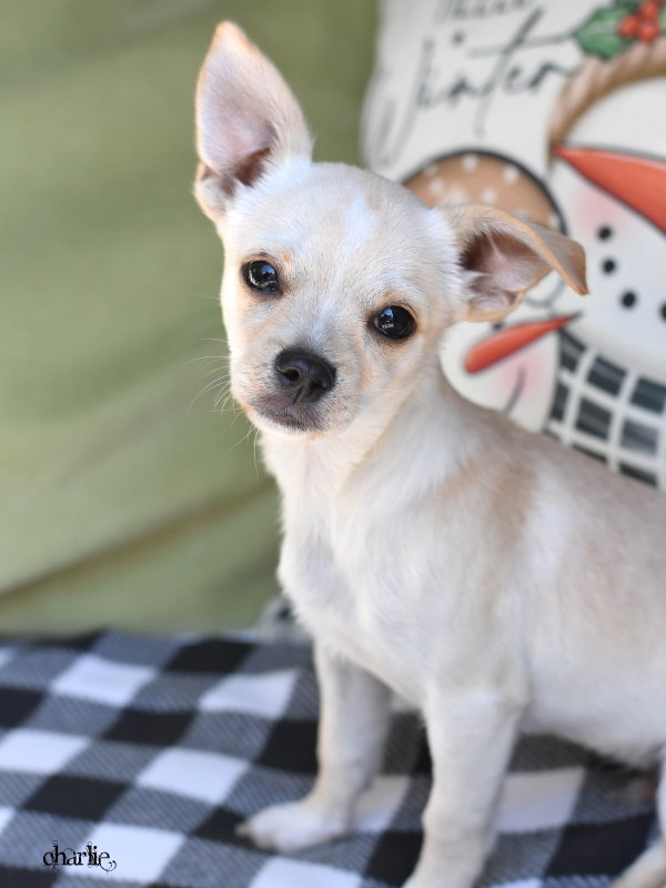 Charlie Image